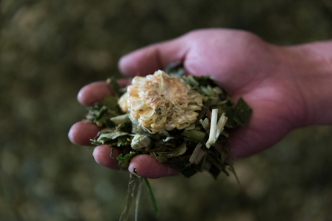 三德牧場旁有塊地種飼料玉米,混進牧草餵牛吃。調配飼料是黃俊凱父親的強項,具有好消化的充足營養,牛隻存活率較高。攝:張國耀/端傳媒