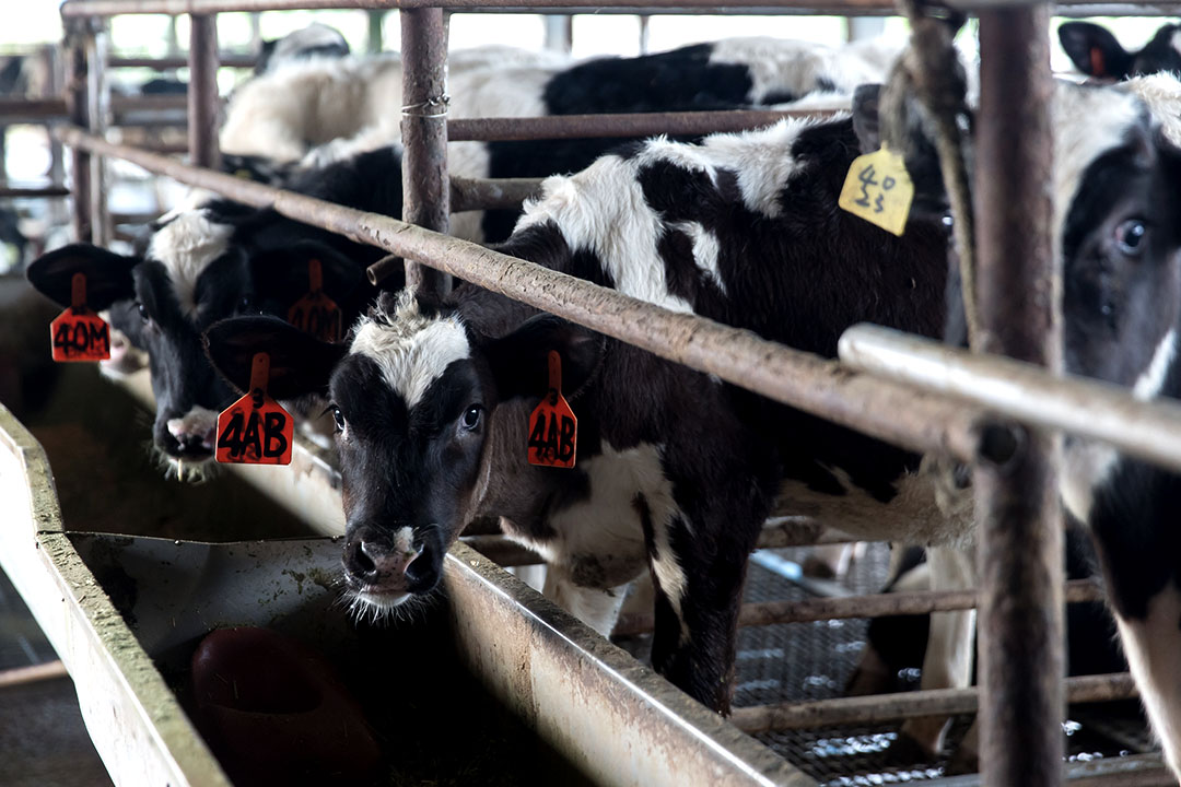 小牛從出生到兩歲產乳前是飼育關鍵期，胃容量和體態將決定未來的泌乳能力。攝：張國耀/端傳媒